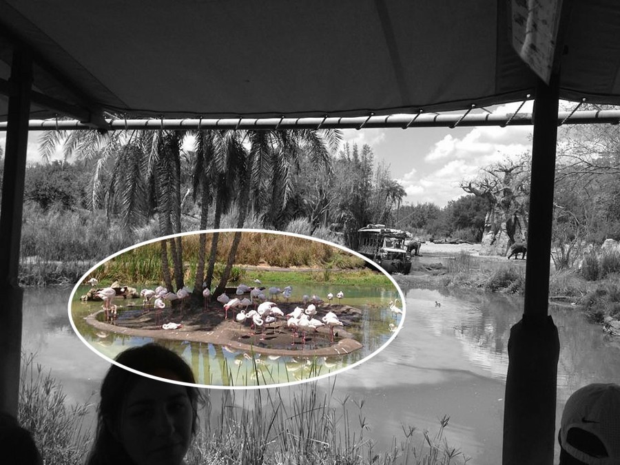 Animal Kindgom Kilimanjaro Safari Ride Hidden Mickey Find Mickeys