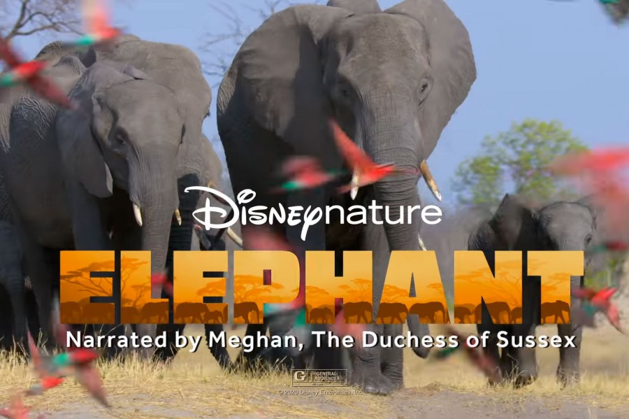 First Look at  Disneynature’s ‘Elephant’ Premiering on Disney+ Early This AprilFind Mickeys