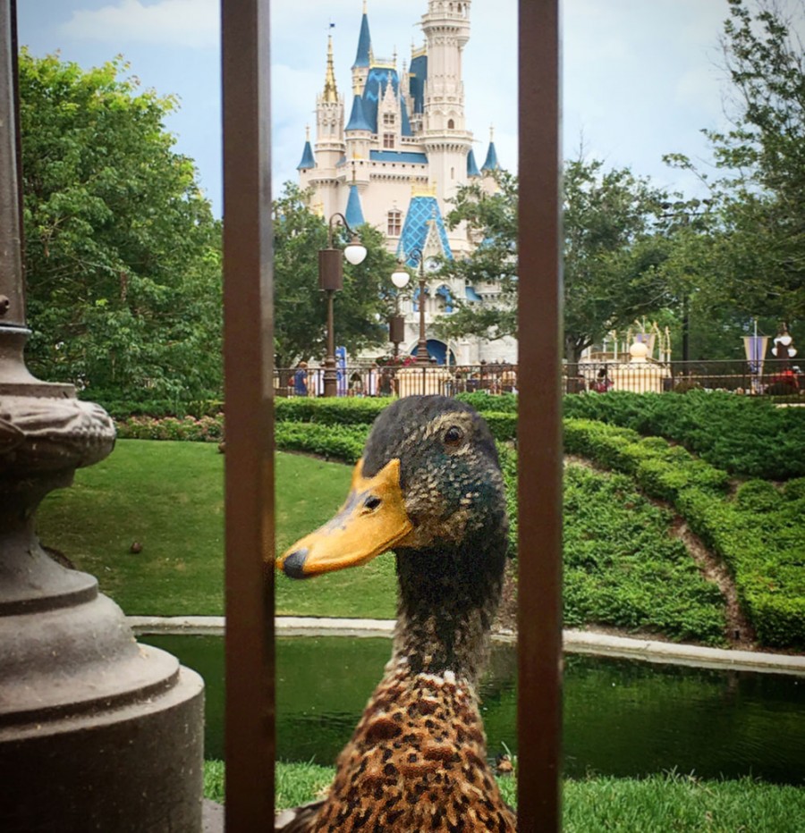 Disney Ducks at the Magic KingdomFind Mickeys