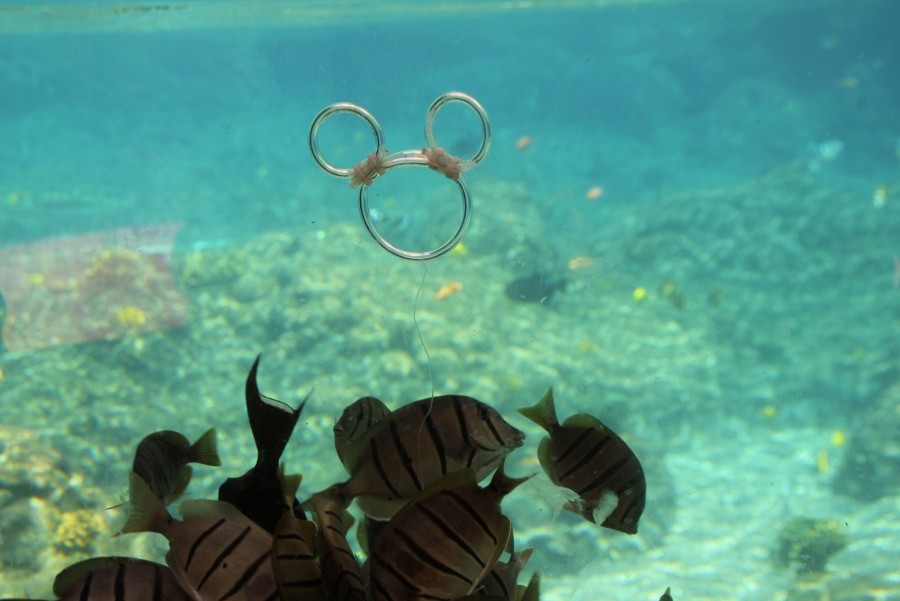 Aulani Underwater Hidden Mickey  Find Mickeys