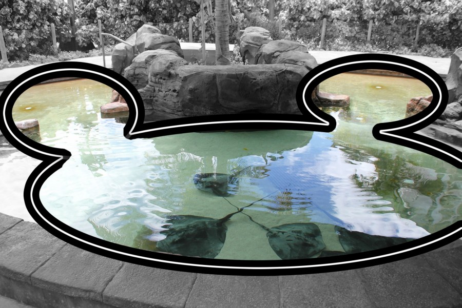 Stingray Pool Hidden Mickey Find Mickeys