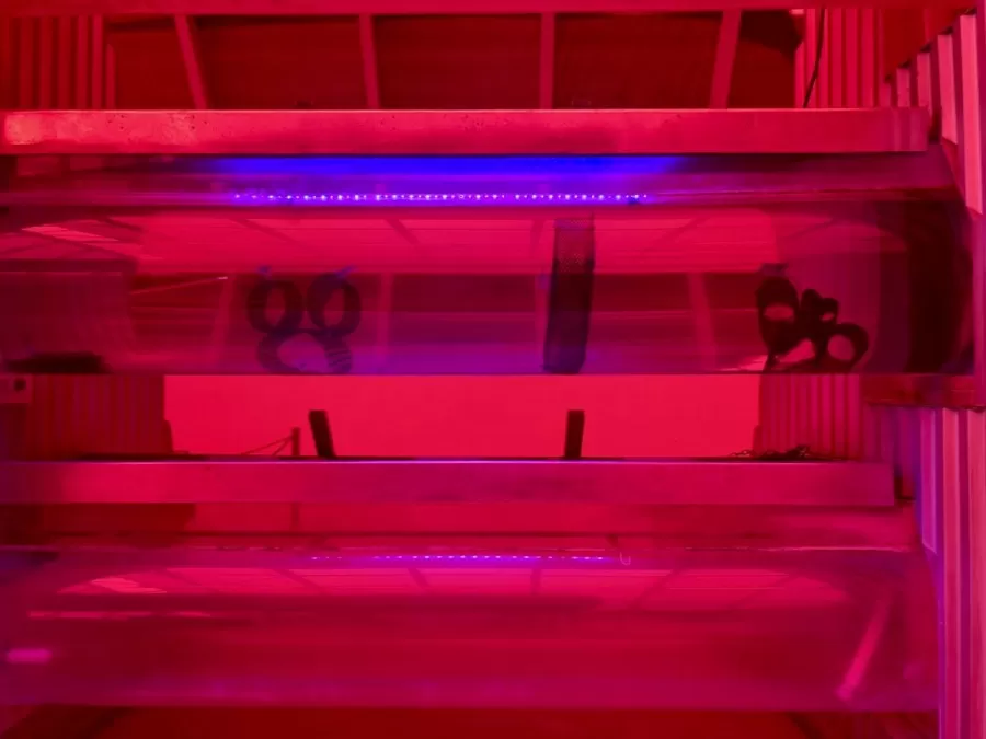 Living with the Land Hidden Minnie and Mickey!