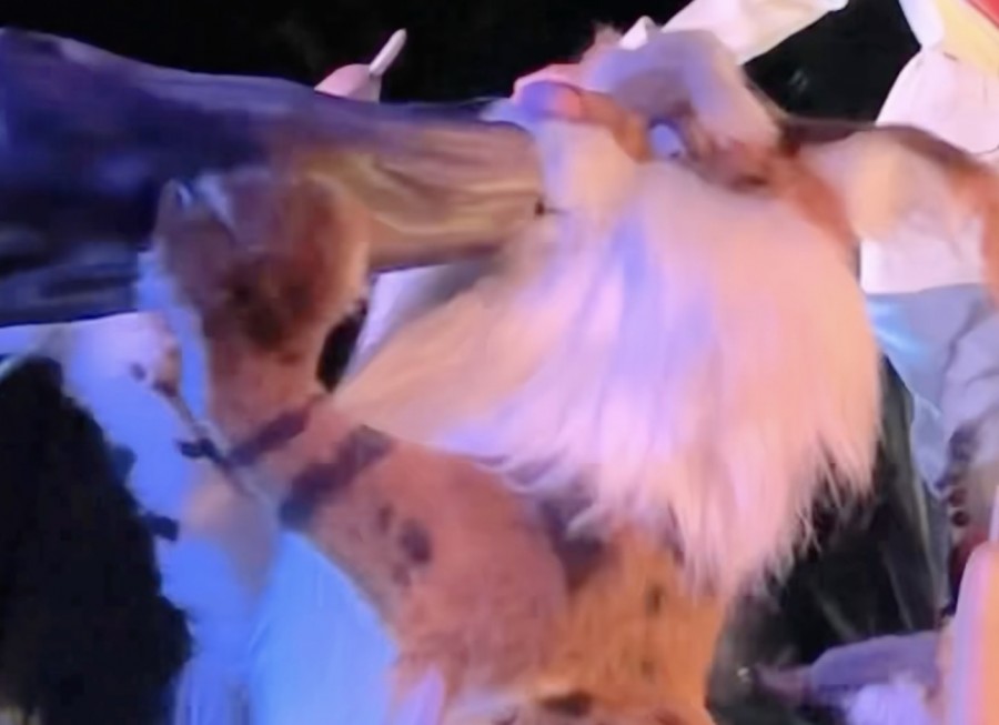 Tiana’s Bayou Adventure Bobcat Hidden Mickeys