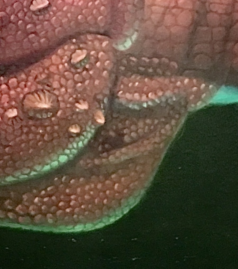 Dinosaur Mural Hidden Mickey