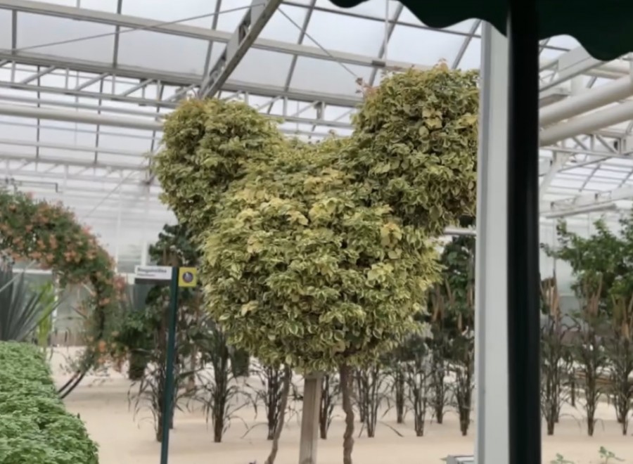 Topiary Hidden Mickey