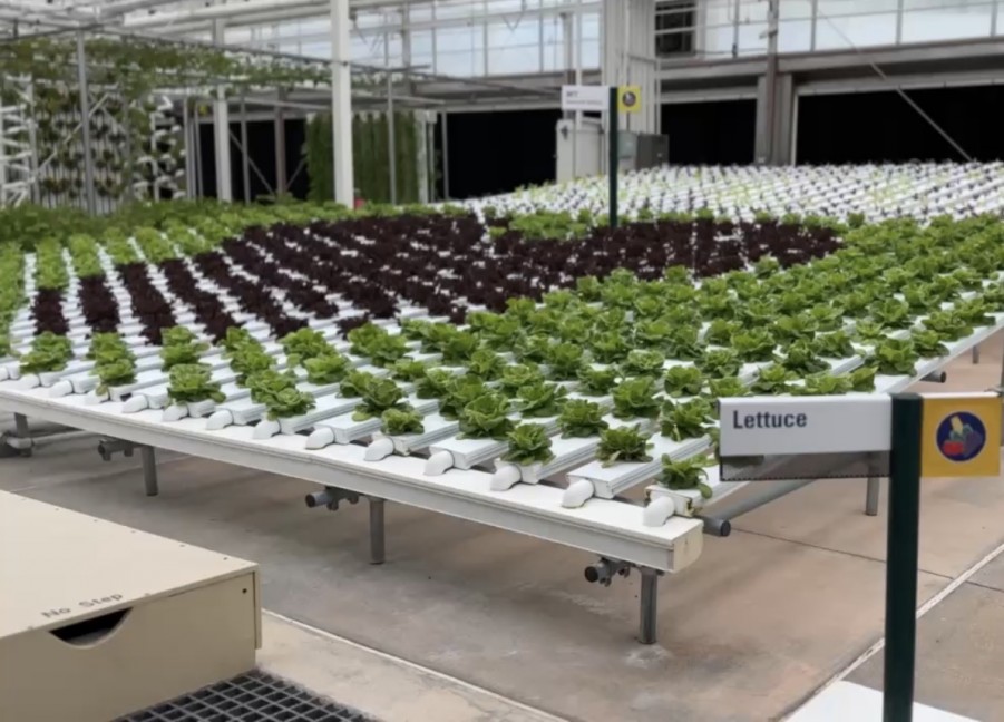 Lettuce Hidden Mickey