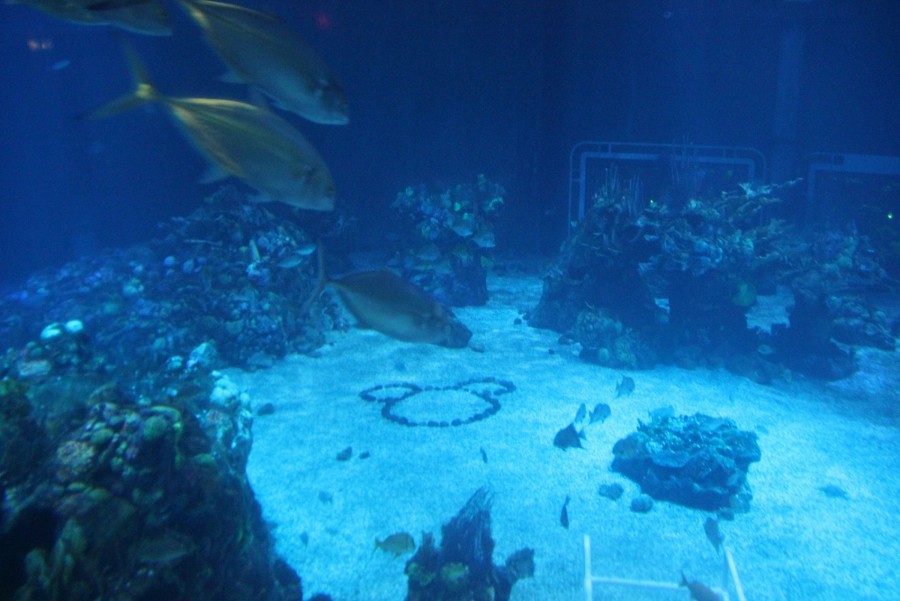 The Living Seas Aquarium Hidden Mickey CMS Bot