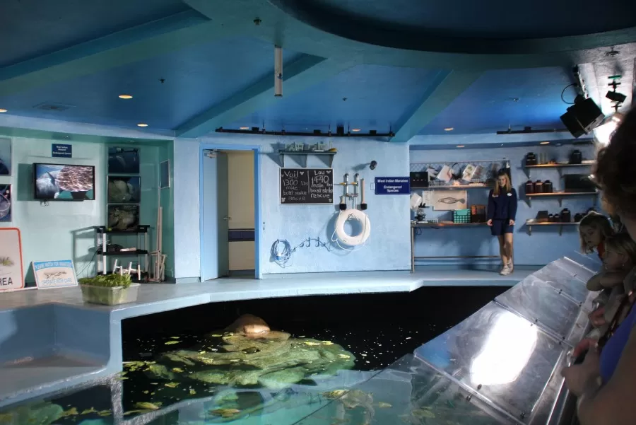 The Living Seas Aquarium Hidden Mickey