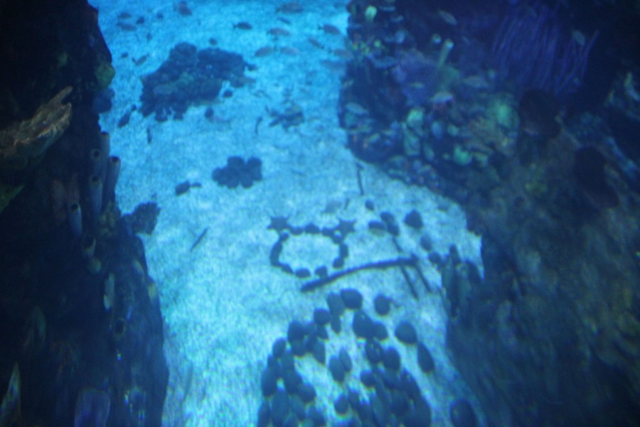 The Living Seas Aquarium Starfish Hidden Mickey CMS Bot