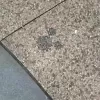 Leaping Lizards - A Hidden Mickey at the Rainforest Cafe!