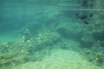 Rainbow Reef Hidden Menehunes Find Mickeys