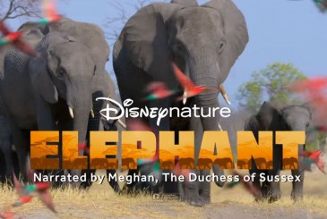First Look at  Disneynature’s ‘Elephant’ Premiering on Disney+ Early This April Find Mickeys