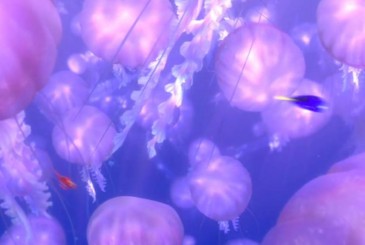 Finding Nemo Jelly Fish Hidden Mickey Find Mickeys