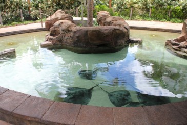 Stingray Pool Hidden Mickey Find Mickeys