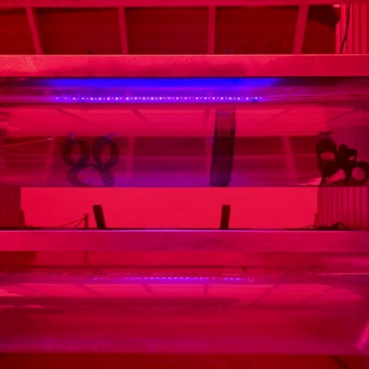 Living with the Land Hidden Minnie and Mickey!