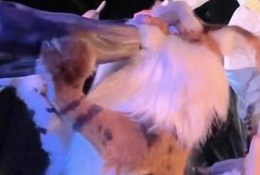 Tiana’s Bayou Adventure Bobcat Hidden Mickeys Find Mickeys