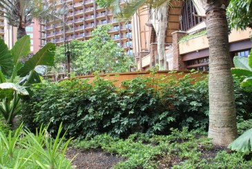 Makahiki Restaurant Hidden Menehune Find Mickeys