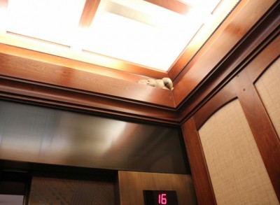 Aulani Elevator Hidden Menehune