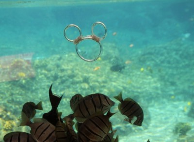 Aulani Underwater Hidden Mickey 