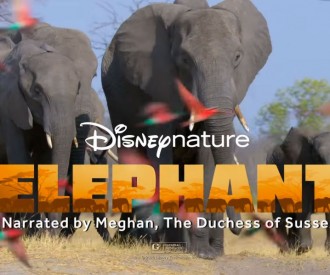 First Look at  Disneynature’s ‘Elephant’ Premiering on Disney+ Early This April