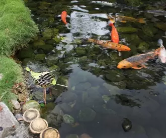 Epcot Japan Pavilion Koi Pond Hidden Mickey