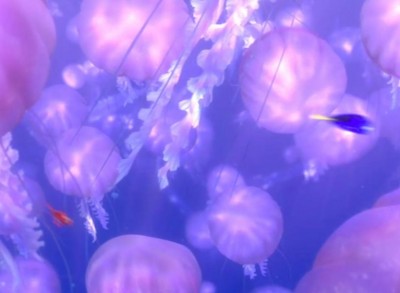 Finding Nemo Jelly Fish Hidden Mickey