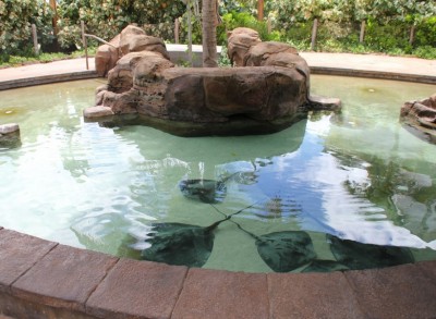 Stingray Pool Hidden Mickey