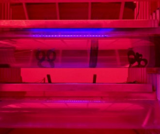 Living with the Land Hidden Minnie and Mickey!