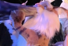 Tiana’s Bayou Adventure Bobcat Hidden Mickeys Find Mickeys