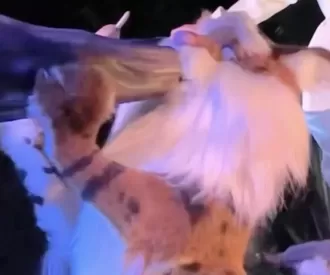 Tiana’s Bayou Adventure Bobcat Hidden Mickeys