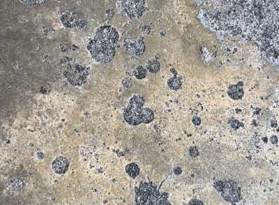 Millennium Falcon: Smugglers Run  Hidden Mickey