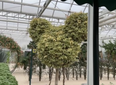 Topiary Hidden Mickey