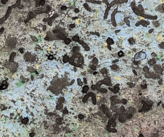 Avatar Flight of Passage Gravel Hidden Mickey