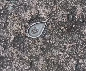 The Hidden Mickey Right Under Your Feet in Adventureland