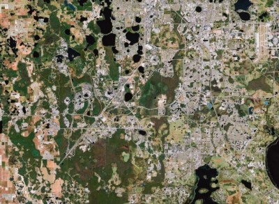 Mickey’s Forest Largest Hidden Mickey