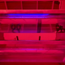 Living with the Land Hidden Minnie and Mickey!