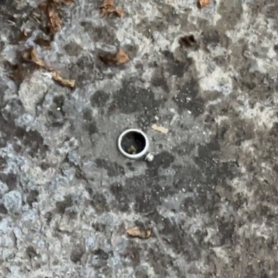 The Black Widow Bride’s Wedding Ring