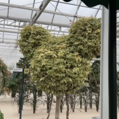 Topiary Hidden Mickey