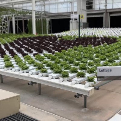 Lettuce Hidden Mickey