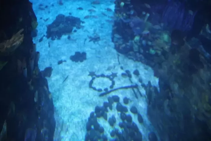 The Living Seas Aquarium Starfish Hidden Mickey